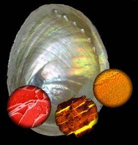 Mother-of-Pearl in Highest Resolution
