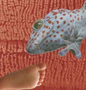 Nanostructures on the soles of gecko feet. Thanks to about one billion hierarchically organised nanohairs, the gecko can go for