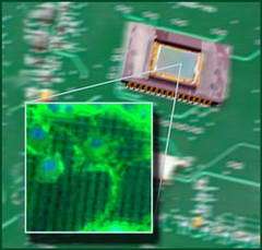 The Neural Matrix CCD monitors living neurons on an electronic chip