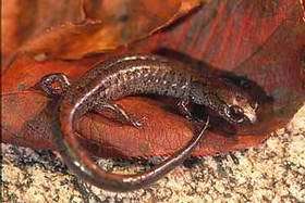 Discovery of American salamander in Korea tells 100 million-year-old tale