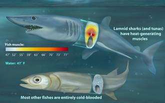 How Hot Tuna (and Some Sharks) Stay Warm