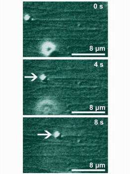 Three snapshots showing the transport of a micrometer bead (white arrow) at 0, 4, and 8 seconds.