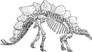 Drawing of a stegosaurus skeleton