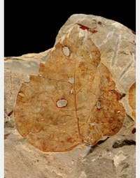 Fossil leaf from the Bighorn Basin, Wyo. Credit: Scott Wing, Smithsonian Institution