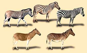 Existing zebra (top row) and extinct quagga (bottom row)
