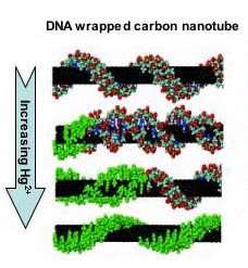 DNA-wrapped carbon nanotubes serve as sensors in living cells