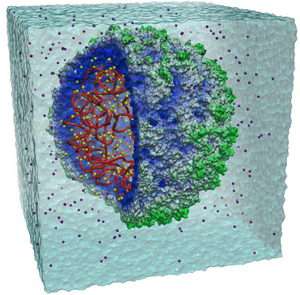 Researchers simulate complete structure of virus–on computer