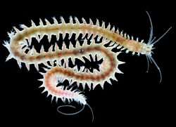The marine worm Platynereis dumerilii