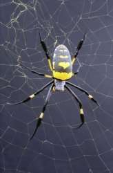 Nephila Senegalensis (Golden orb weaving spider).Credit: Oxford Silk Group