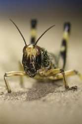 Locust schistocera gregaria
