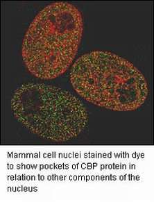 Scientists prove that parts of cell nuclei are not arranged at random