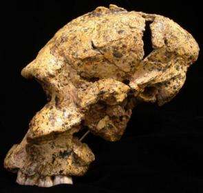 Paranthropus Robustus Skull
