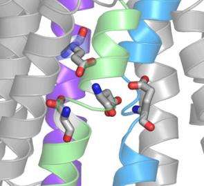 Researchers decipher the shape of the sodium/potassium ion pump