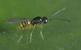 The wasp, Gonatocerus ashmeadi