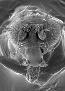 Drosophila, scanning electron micrograph