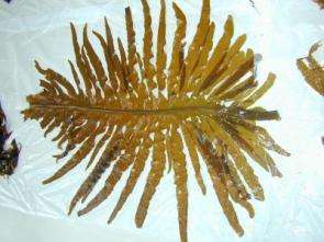 Brown seaweed contains promising fat fighter, weight reducer
