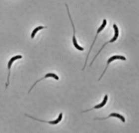 Figuring out function from bacteria's bewildering forms