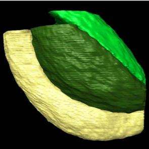 Researchers watch seeds in 3D and discover an unknown air path
