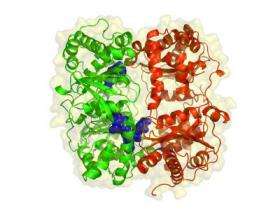 Structure of enzyme offers treatment clues for diabetes, Alzheimer's