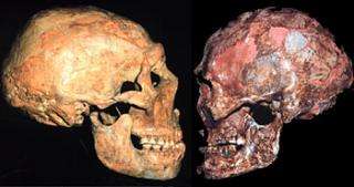 Modern Humans, not Neandertals, may be evolutions's 'odd man out'