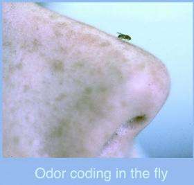 Odor coding in the fly