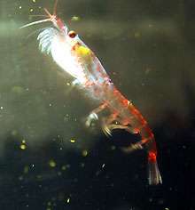 Antarctic waters teem with life thanks largely to krill. Photo: Rob King