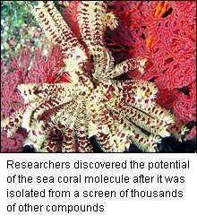 Sea coral hope for fighting gastroenteritis