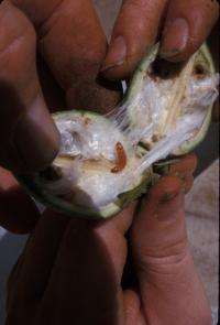 Biotech cotton provides same yield with fewer pesticides