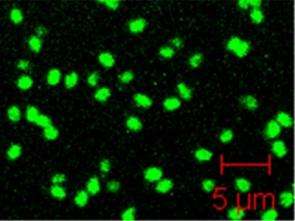 Bacterial spores illuminated with carbon-based quantum dots