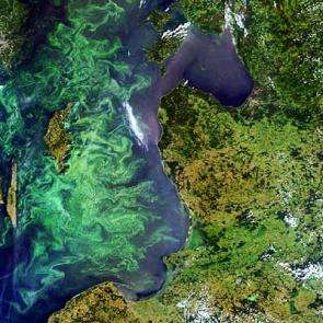 Harmful Algal Blooms monitored from space in Chile