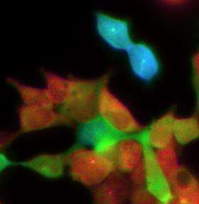 Researchers develop new tool to watch real-time chemical activity in cells