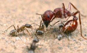 Scientists Find Natural Way to Control Spread of Destructive Argentine Ants