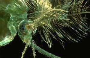 Chironomid mosquito. The plumose antannae serve as hearing organs