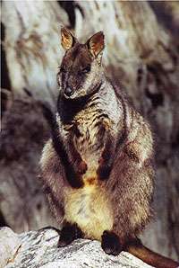 Brush-tailed rock wallaby