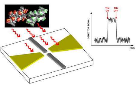 Toward Terahertz Detectors on a Single, Conventional Chip