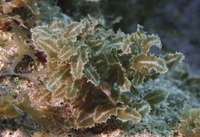 Expedition discovers marine treasures