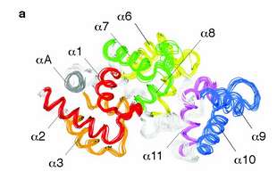Scientists Discern Shape of Important Protein