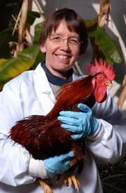 Scientists Restore Sight to Chickens with Blinding Disease