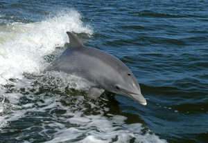 Marine technology inspired by dolphins’ speed