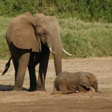 An Elephant Tail: New Method Tracks Endangered Critters