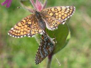 Have Traits, Will Travel: Some Butterflies Travel Farther, Reproduce Faster