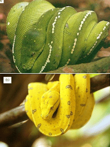 Dramatic snake colour-change mystery solved