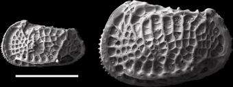 Photo shows increase in body size of deep-sea ostracode Poseidonamicus