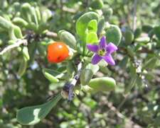 Fruit and flower of wolfberry, a member of the Solanaceae family