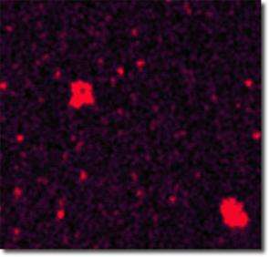 With record resolution and sensitivity, tool images how life organizes in a cell membrane