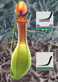 The pitfall trap of the pitcher plant Nepenthes alata