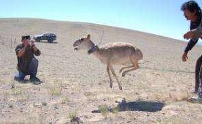 Asia's Odd-ball Antelope Get Collared