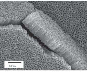 Titania Nanotube Arrays Harness Solar Energy