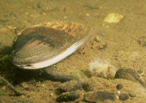 Ingredient in Prozac Increases Risk of Extinction for Freshwater Mussels