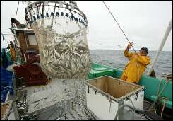 An Atlantic fisherman dumps his catch in the boat hold